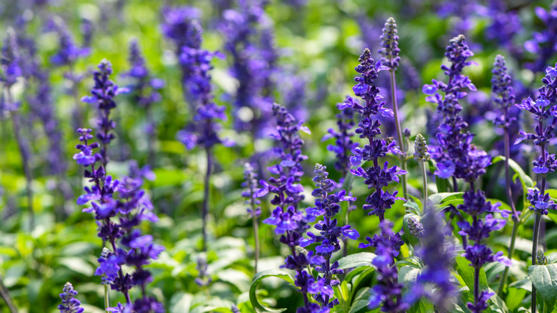 Deep indigo spikes of tiny purple flowers rise up from their green foliage.