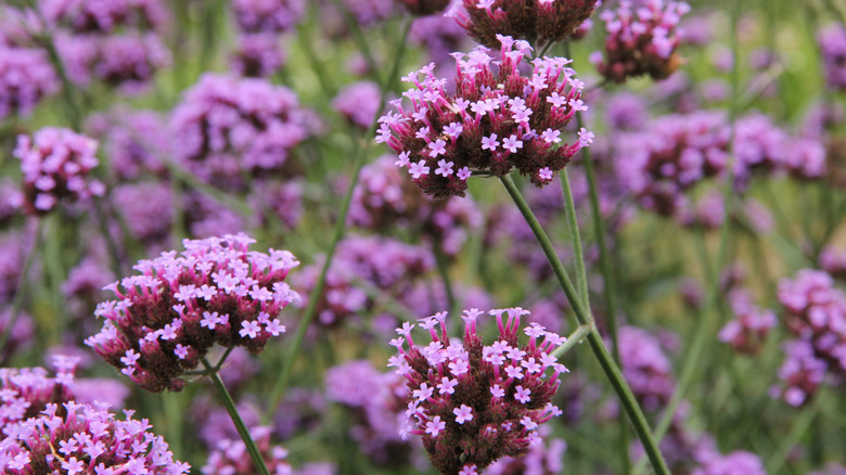 Clusters of tubular lavender flowers sit on top of narrow green stems.
