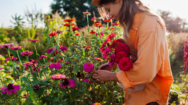 A woman wearing a long-sleeved orange shirt is holding red and fuschia flowers while cutting more stems from a blooming shrub.