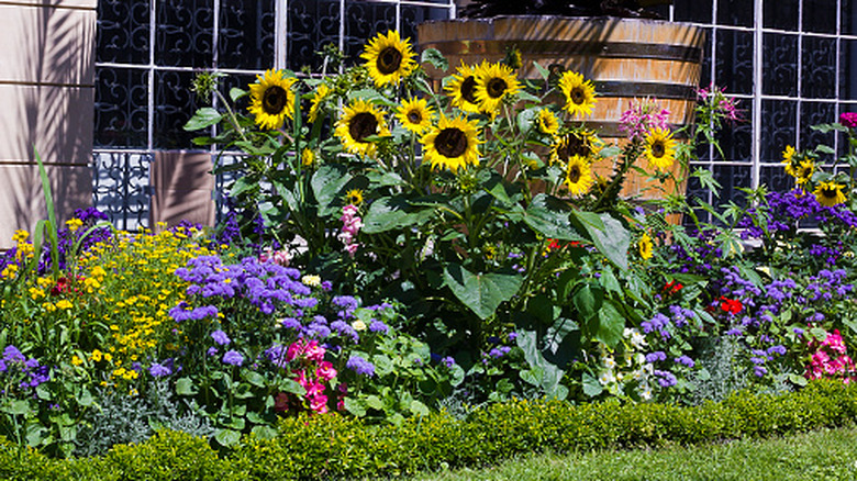 A range of flowers bloom in a densely planted garden.