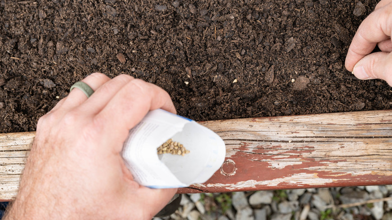 Someone sowing seeds into fresh dirt