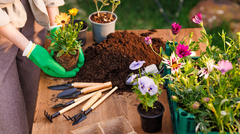 A gardener holds a calendula plant and several other flowers are nearby in nursery pots.