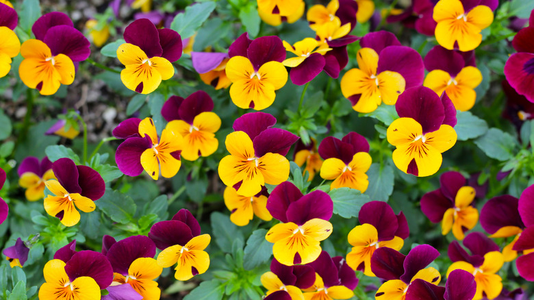 Purple and yellow pansies bloom in a garden.