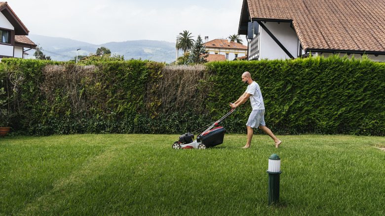 A bald, barefoot man wearing a white shirt and jean shorts is mowing the lawn in a yard with a hedge in the background.