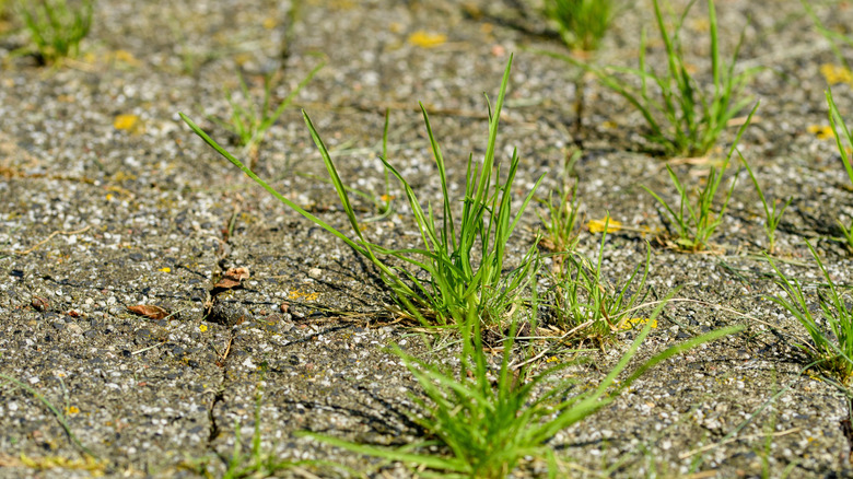 Weeds and grass grow between patio pavers.