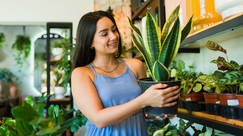 The Best Place To Grow Your Snake Plant Indoors (Feng Shui Approved)