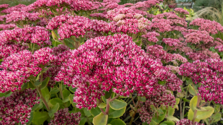 'Autumn Joy' sedum blooms in a fall garden.