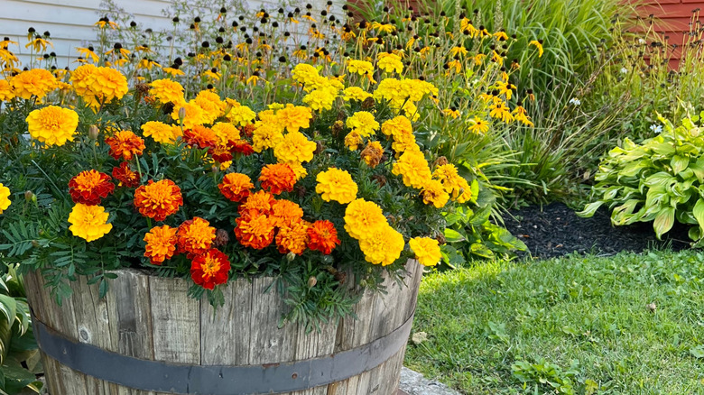 Marigolds flower inside a whiskey barrel planter.