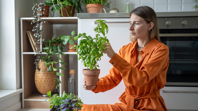 A woman in an orange jumpsuit is sitting on the floor pruning a basil plant from the top down.