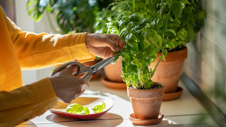 A woman trims a basil plant with a pair of scissors.