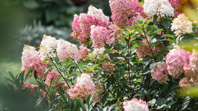 A panicle hydrangea blooms with white and pink flowers.