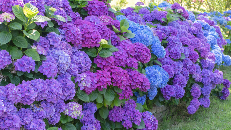 A row of colorful hydrangeas bloom.
