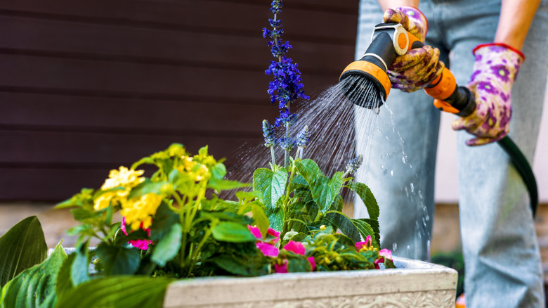 A gardener uses a hose to water a raised bed garden of flowers.
