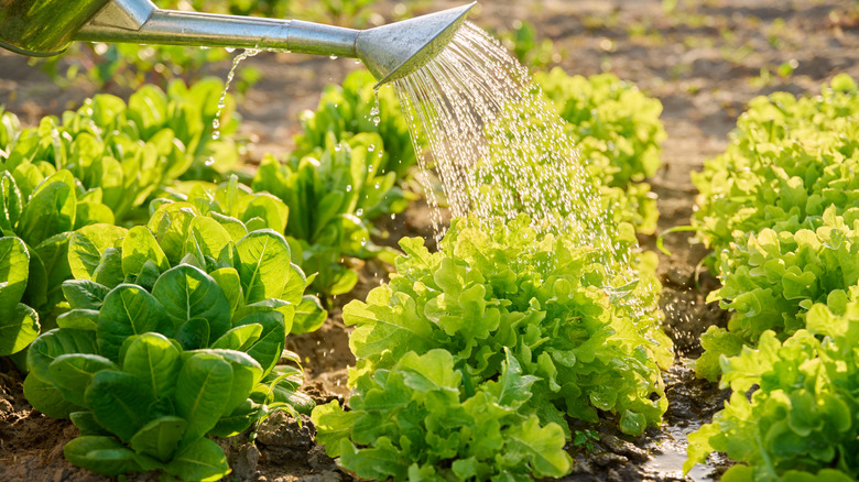 Person waters lettuce with a watering can.
