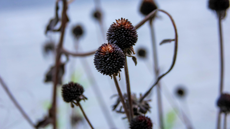 Dried coneflower stems and seed heads persist through winter.