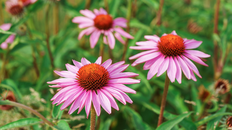 Coneflowers bloom in a garden.