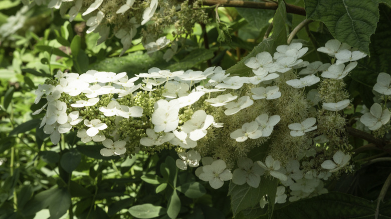 Closeup of white oakleaf hydrangea flowers with green leaves