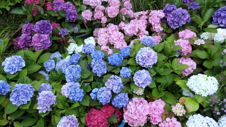 The Best Time Of Year To Fertilize Hydrangea Plants For Beautiful Spring Blooms