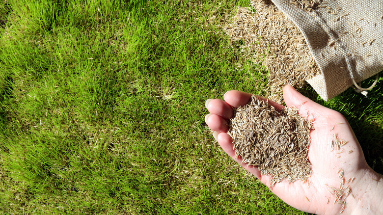 A hand holds grass seed.
