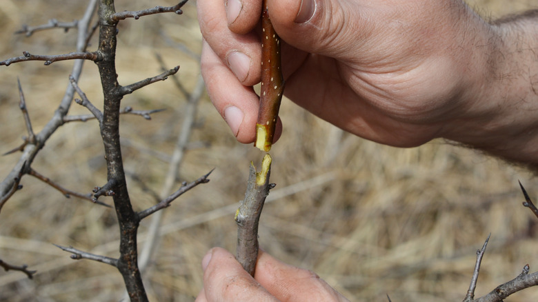 A gardener's hands performing a graft on a pear tree