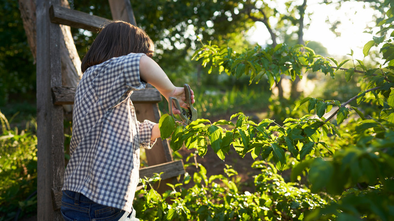A woman is pruning branches of a dogwood tree.