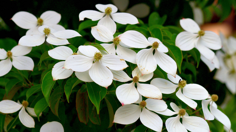White four-petaled dogwood blooms sit atop green leaves.