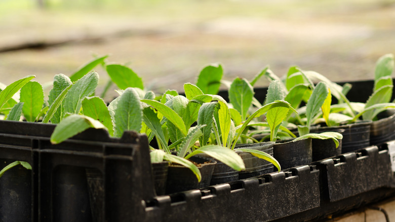 Green artichoke seedlings in black plastic pots