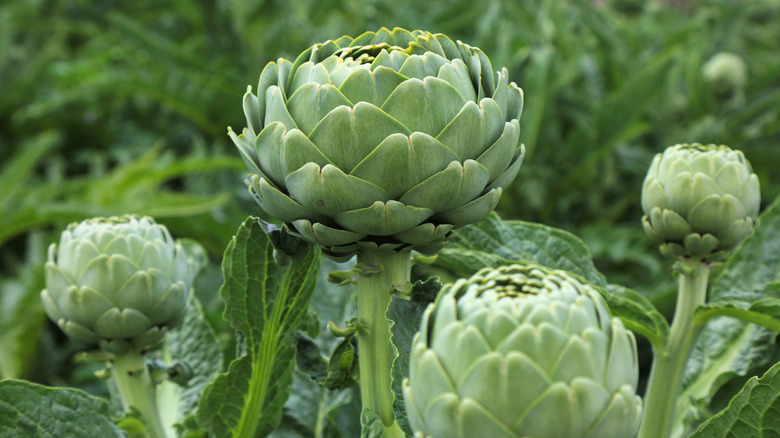 Four green artichoke buds in a green field