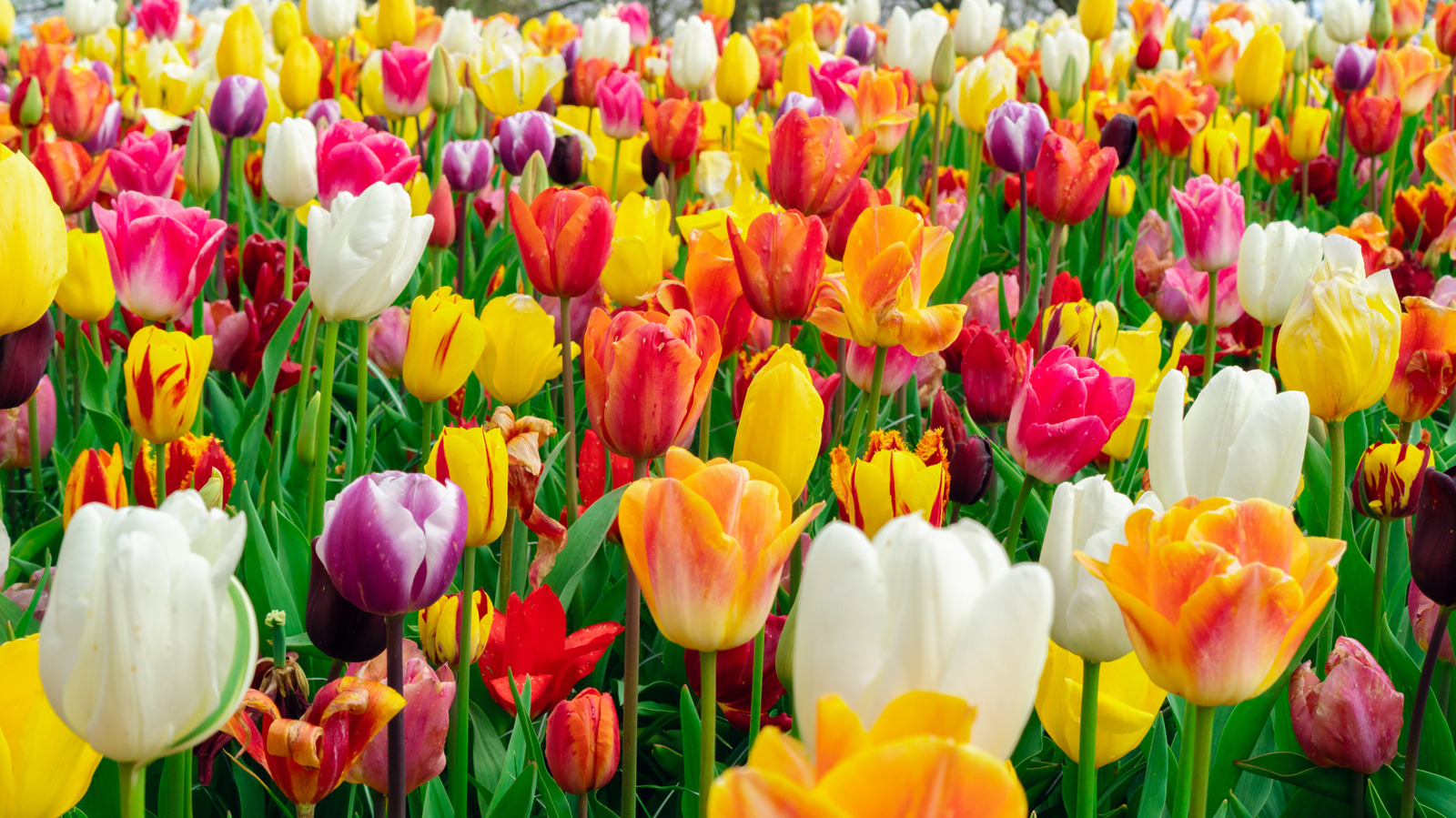 The Best Time To Plant Tulip Bulbs For Stunning Spring Blooms