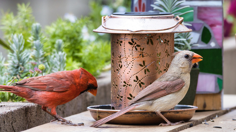 A male and female cardinal pair visiting a bird feeder