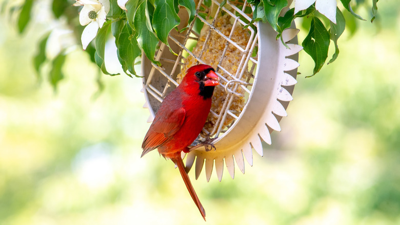 A red male cardinal eats from a suet feeder shaped like a flower