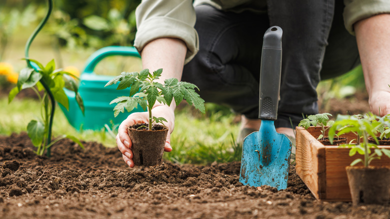 A gardener plants tomato seedlings.