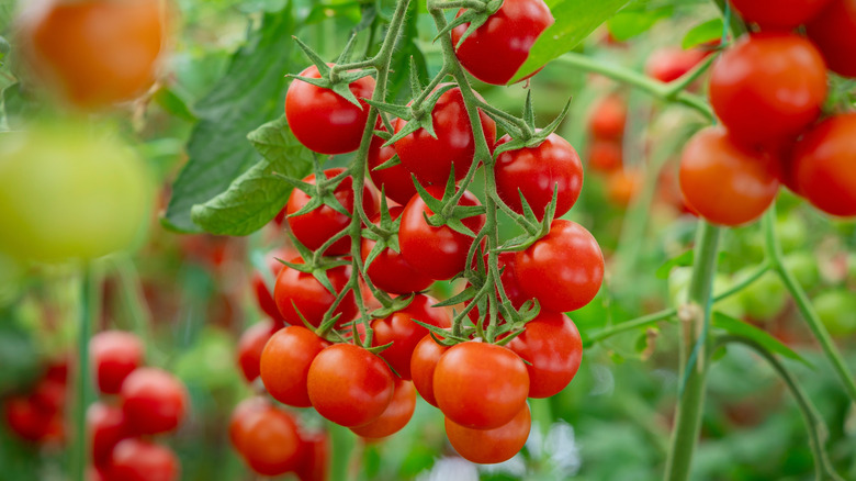 Tomatoes thrive in a garden.