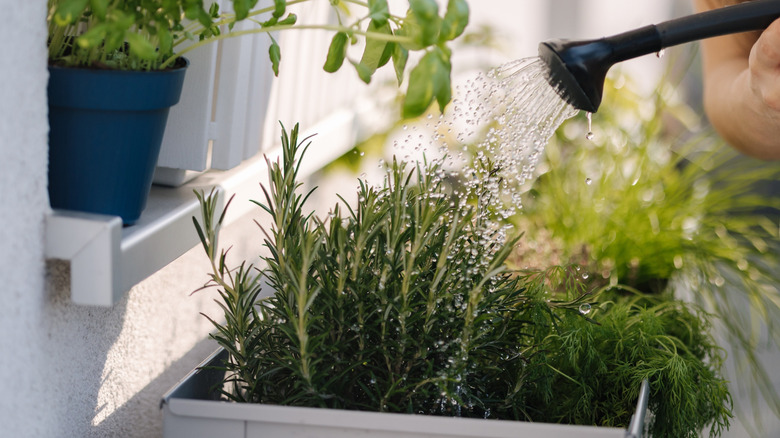 A person waters rosemary.