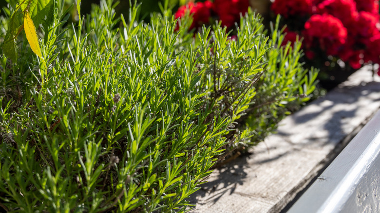 Rosemary thrives in a garden.