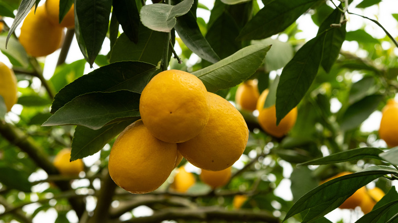 Several bright yellow Meyer lemons ripen on a tree.
