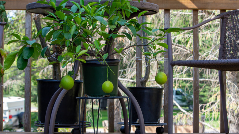 A Meyer lemon tree with green fruits grows on a deck or patio.