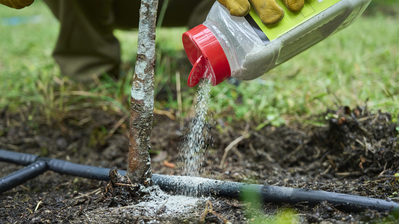 A gardener pours diatomaceous earth around a young tree.