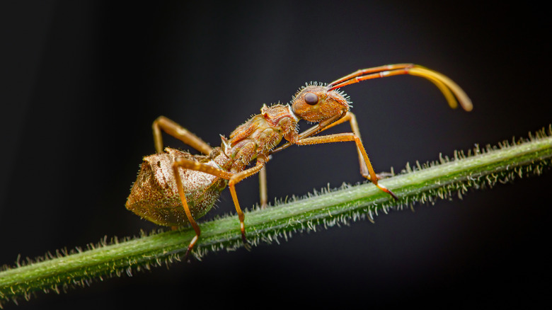An ant crawls on a plant  stem.