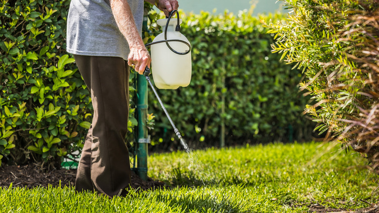 A man spraying herbicide on green grass