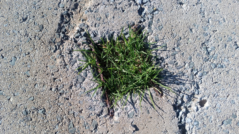 A patch of goosegrass