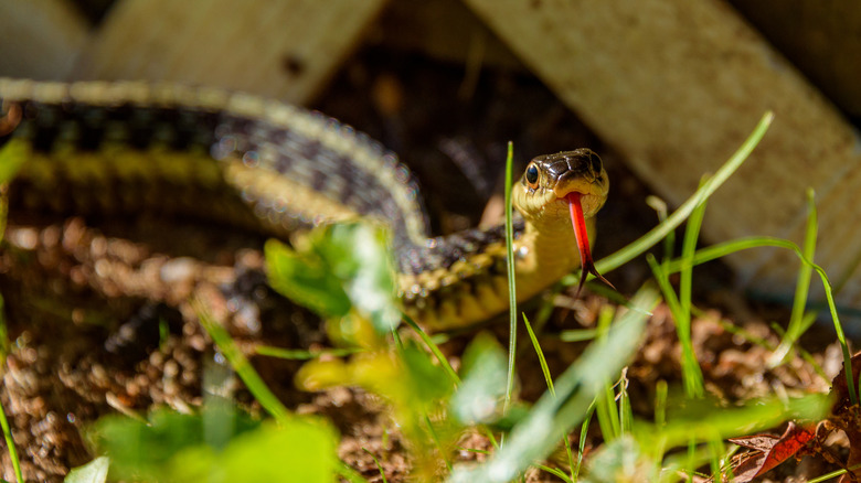 A small yellow and black snake slithers in a yard.