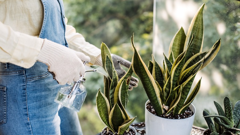 A snake plant is misted in its pot outdoors.