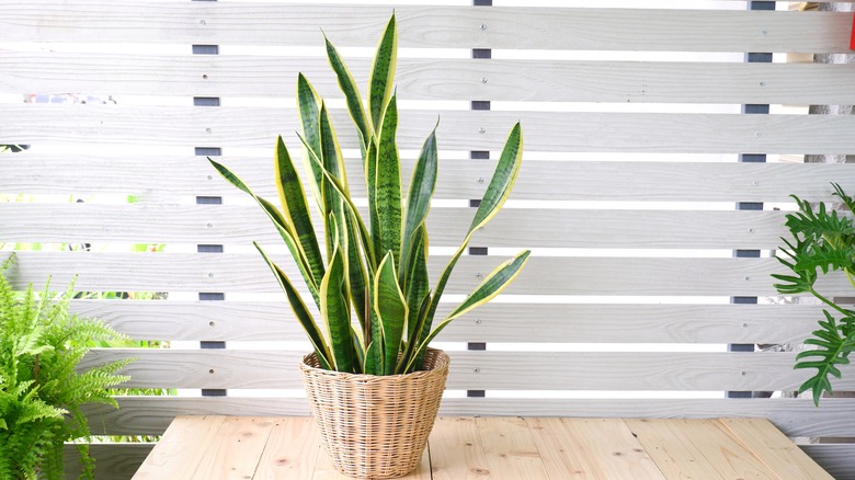 A healthy snake plant is in a basket on a table.