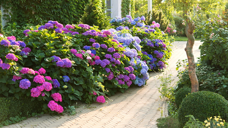Pink and purple blooming hydrangeas line a path.