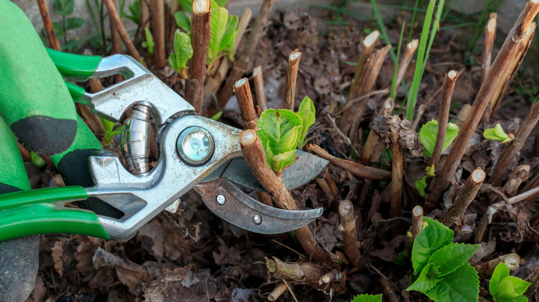A hand in a gardening glove is using shears to prune down hydrangea canes.