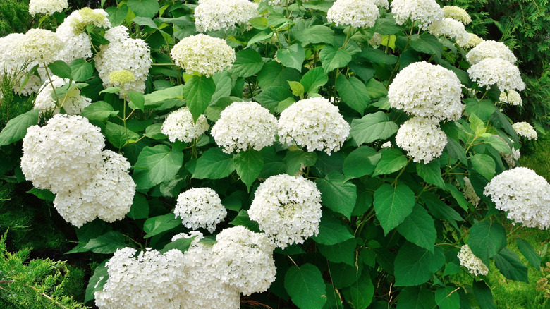 A mature Annabelle hydrangea features robust clusters of white flowers.