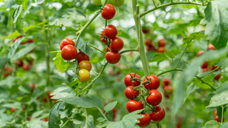 Red and yellow cherry tomatoes growing on a plant