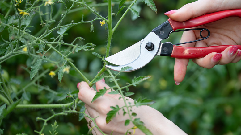 A woman's hands pruning a tomato plant with shears