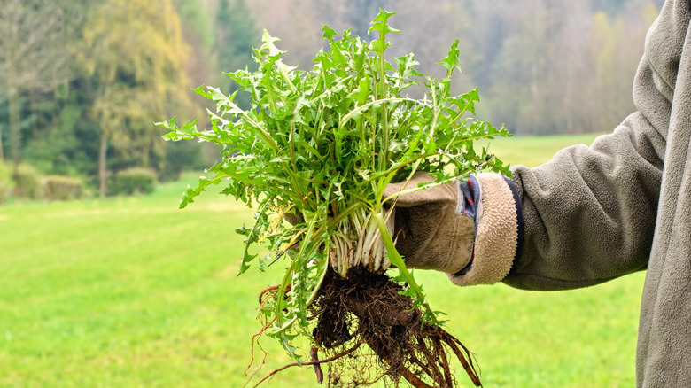 A gloved hand holds a thick bundle of weeds with narrow jagged leaves and long roots.